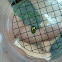 Chrysolina fastuosa - Prächtiger Blattkäfer