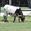 Texas Longhorn Cattle