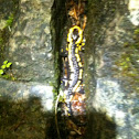 Barred fire salamander
