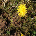 Coltsfoot