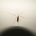 Crane fly