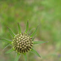 Scabiosa