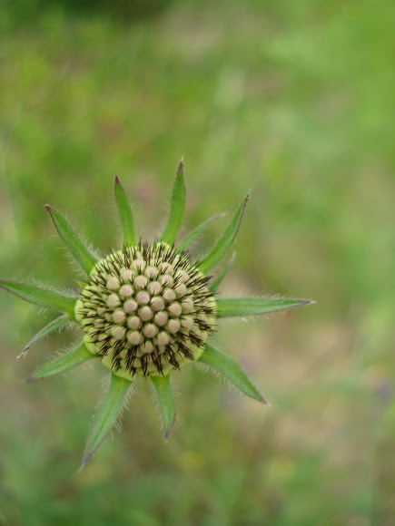 Spotting Image 1