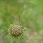 Scabiosa
