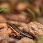 Bronze Grass Skink