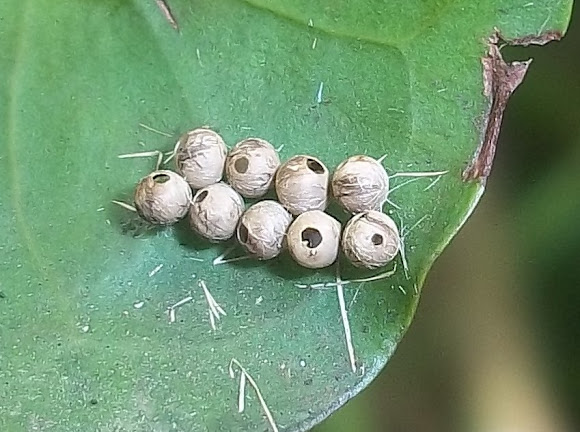 Spotting Image 1