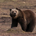 Grizzly Bear