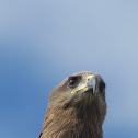Pariah kite