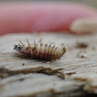 Black Firefly larva