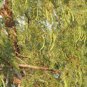 honey mesquite