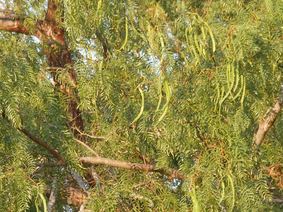 Spotting Image 1
