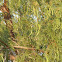 honey mesquite