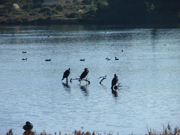 Spotting Image 1