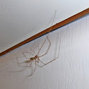 Opilio parietinus/Pozidni Matija