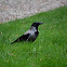 Hooded Crow