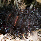 Giant Leopard Moth Caterpillar
