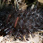 Giant Leopard Moth Caterpillar