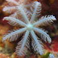 Global Coral Reef Monitoring