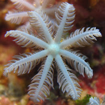 Global Coral Reef Monitoring