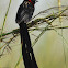 Red-collared widowbird