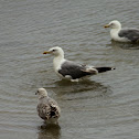 seagulls
