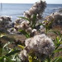 Seaside Goldenrod