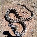 Sonoran Gopher Snake