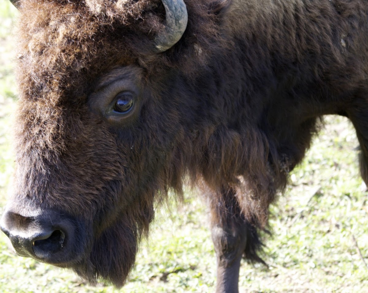 Bison