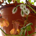 Gitanilla