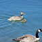 Ducks and goose