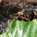 Asiatic Softshell Turtle
