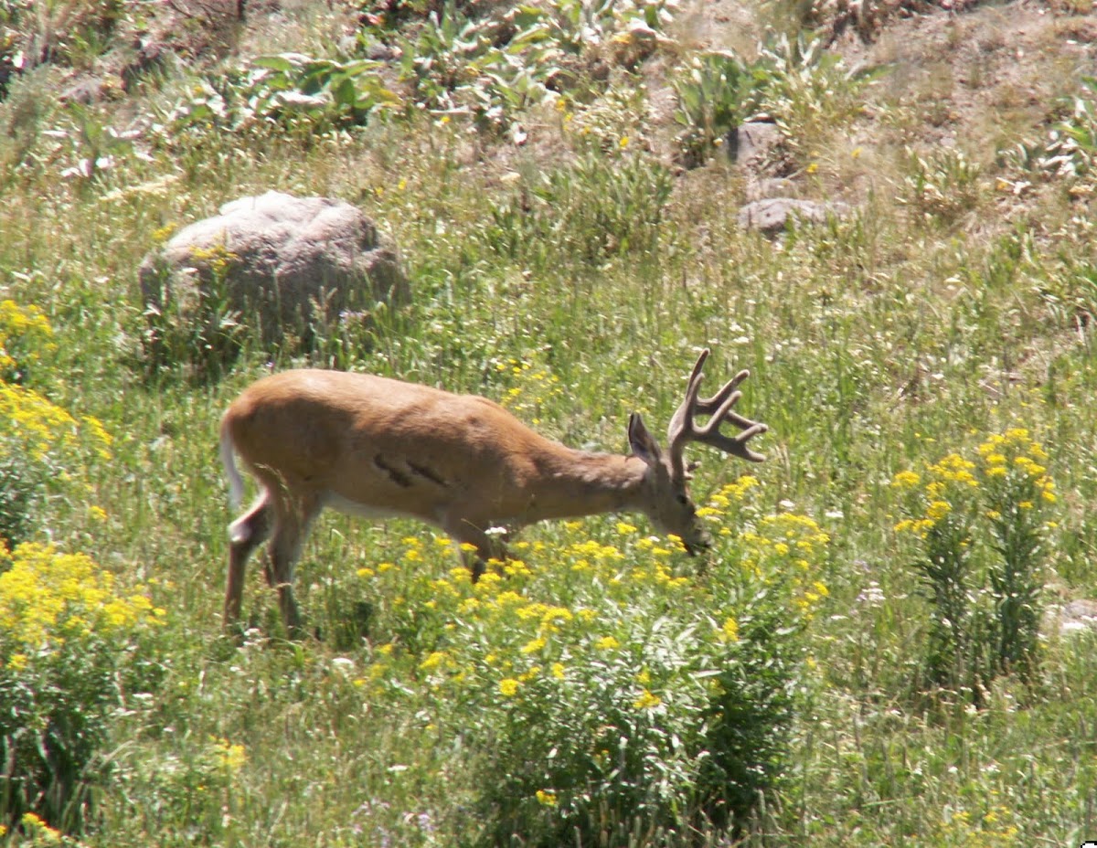 mule deer