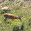 mule deer