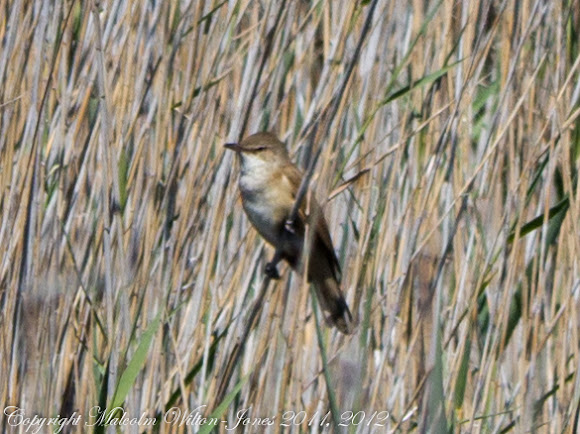 Spotting Image 1
