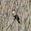Great Reed Warbler; Carricero Tordal