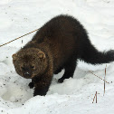 Fisher