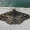 Geometer moth