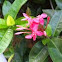Ixora