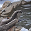 North American River Otter