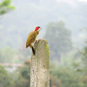 Woodpecker