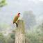 Woodpecker
