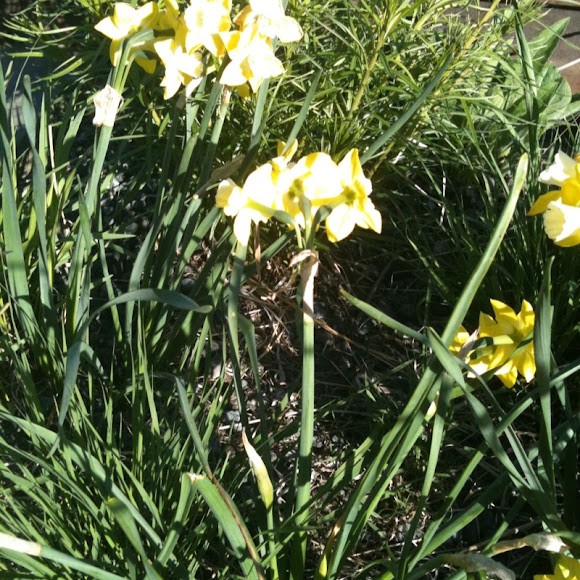 Spotting Image 1