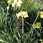 Daffodil