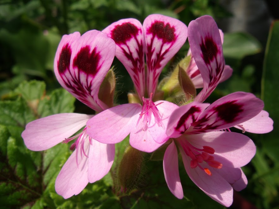 by Joshua Malcolm  - Nature Up Close Flowers