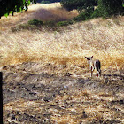 Coyote