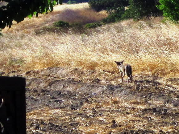 Spotting Image 1