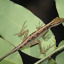 Common Forest Anole