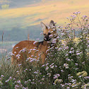 Maned Wolf