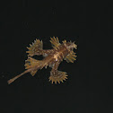Sargassum Fish