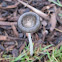 Harefoot mushroom
